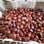 SUPPLIER JENGKOL DI JAKARTA BARAT