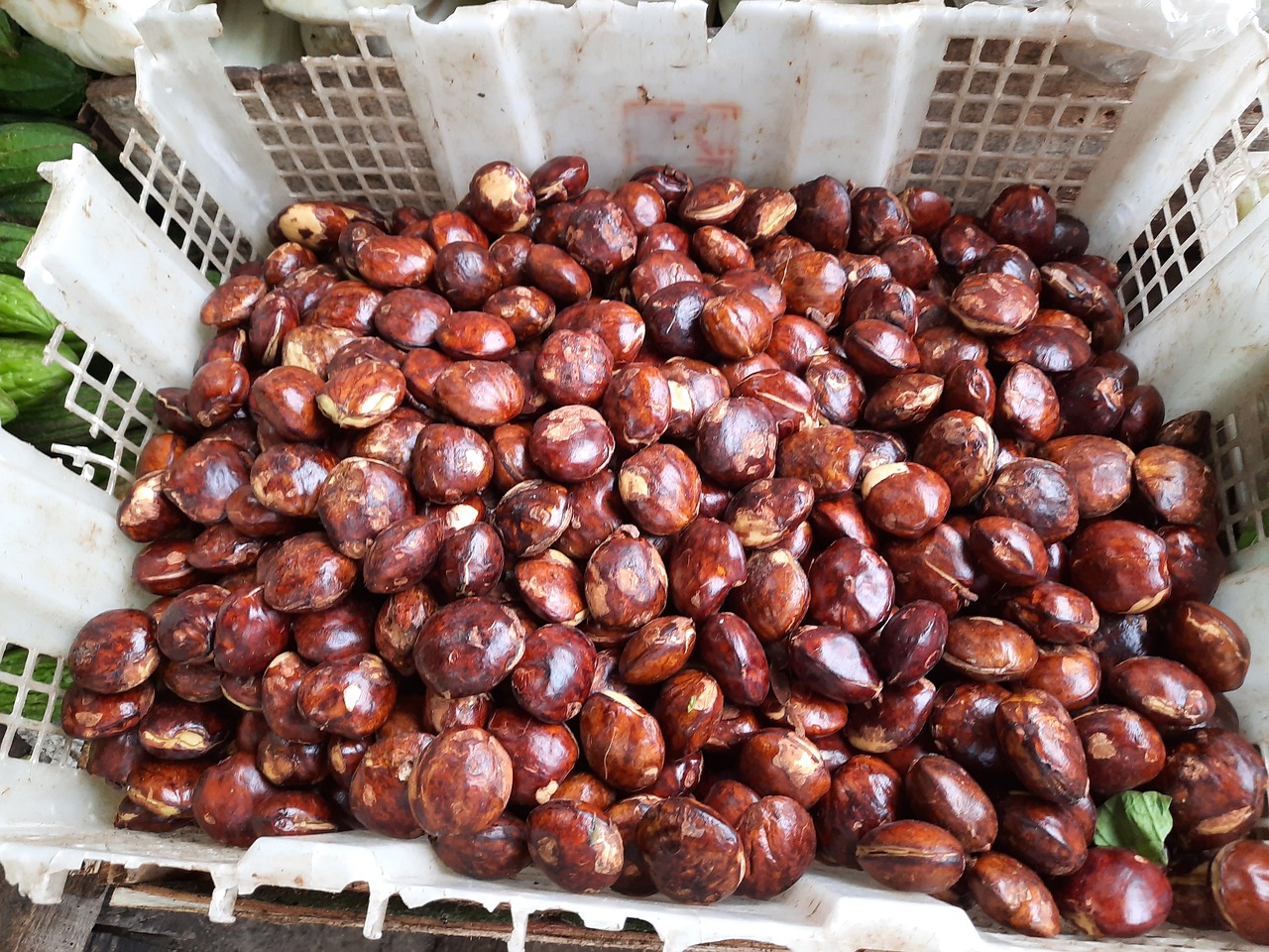 SUPPLIER JENGKOL DI JAKARTA SELATAN